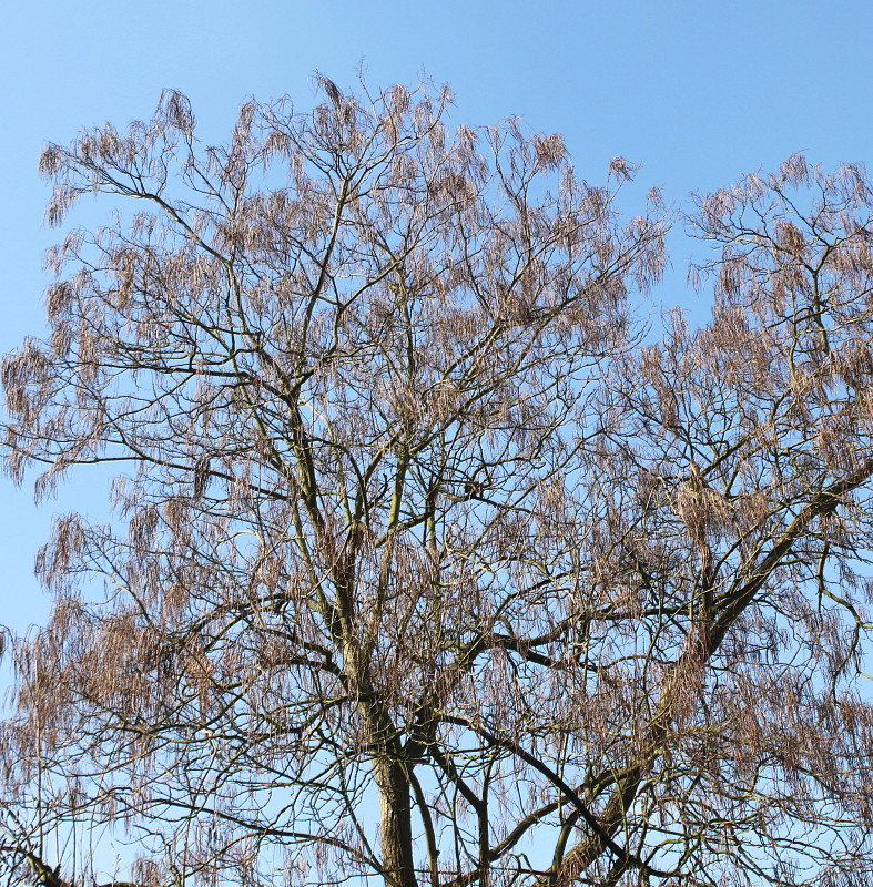 Image of Catalpa bignonioides specimen.