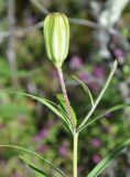 Lilium pensylvanicum