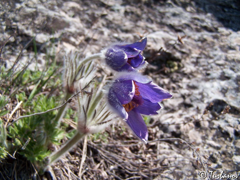 Image of Pulsatilla taurica specimen.