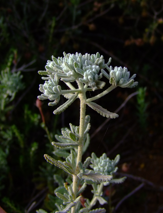 Изображение особи Teucrium capitatum.