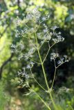 Valeriana ficariifolia