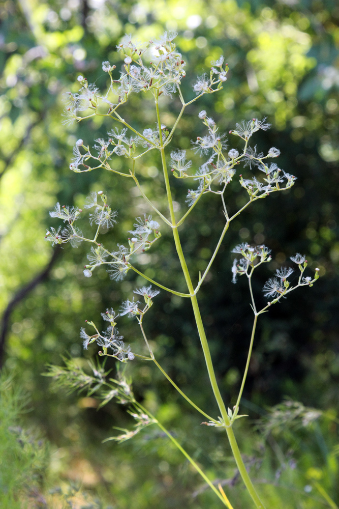 Изображение особи Valeriana ficariifolia.