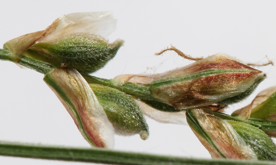 Image of Carex lancibracteata specimen.