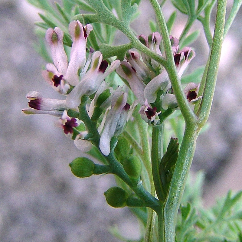 Image of Fumaria asepala specimen.