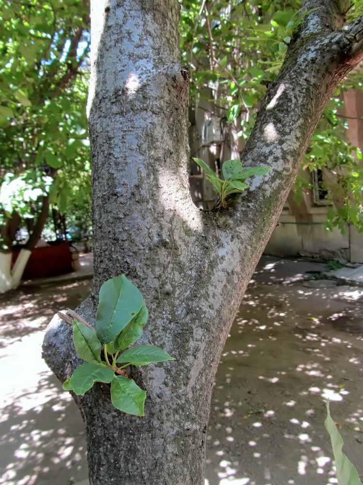 Image of Padus virginiana specimen.