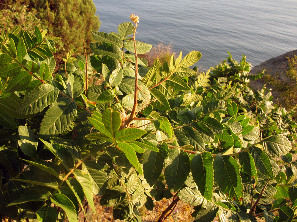 Image of Rhus coriaria specimen.