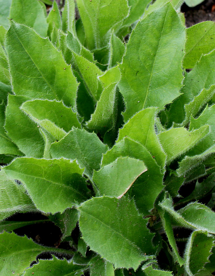 Image of Hieracium amplexicaule specimen.