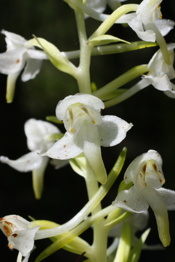 Изображение особи Platanthera chlorantha.