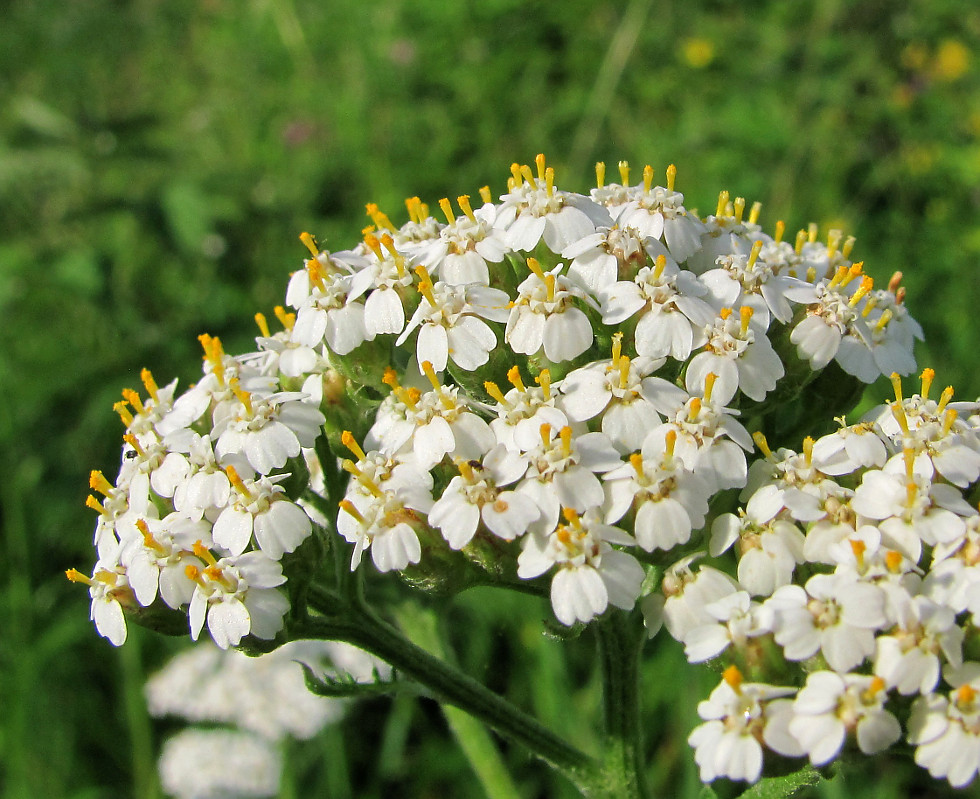 Image of Achillea millefolium specimen.