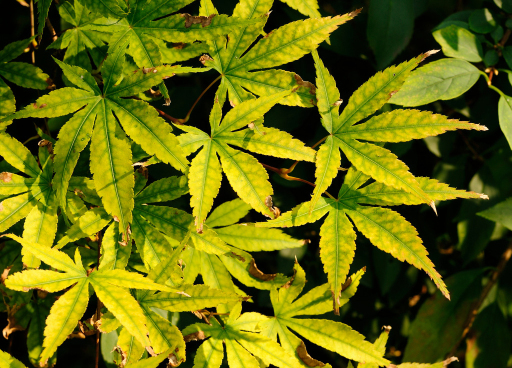 Image of Acer palmatum specimen.