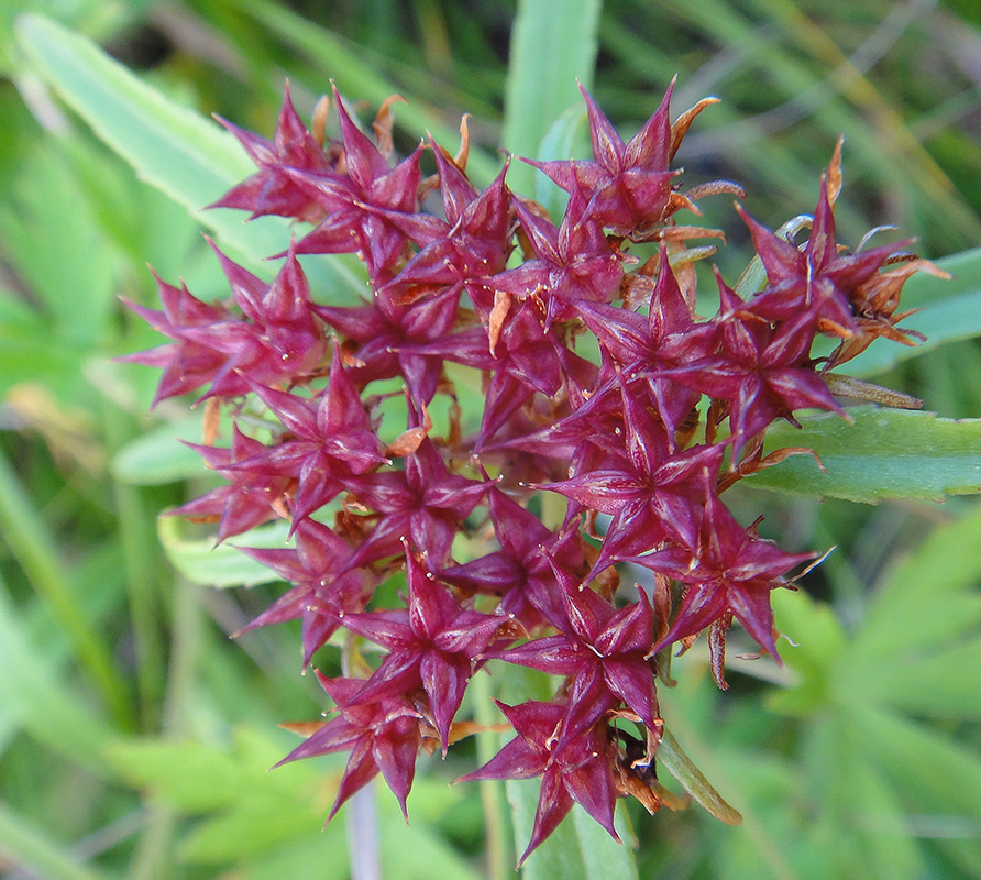 Image of Aizopsis rhodocarpa specimen.