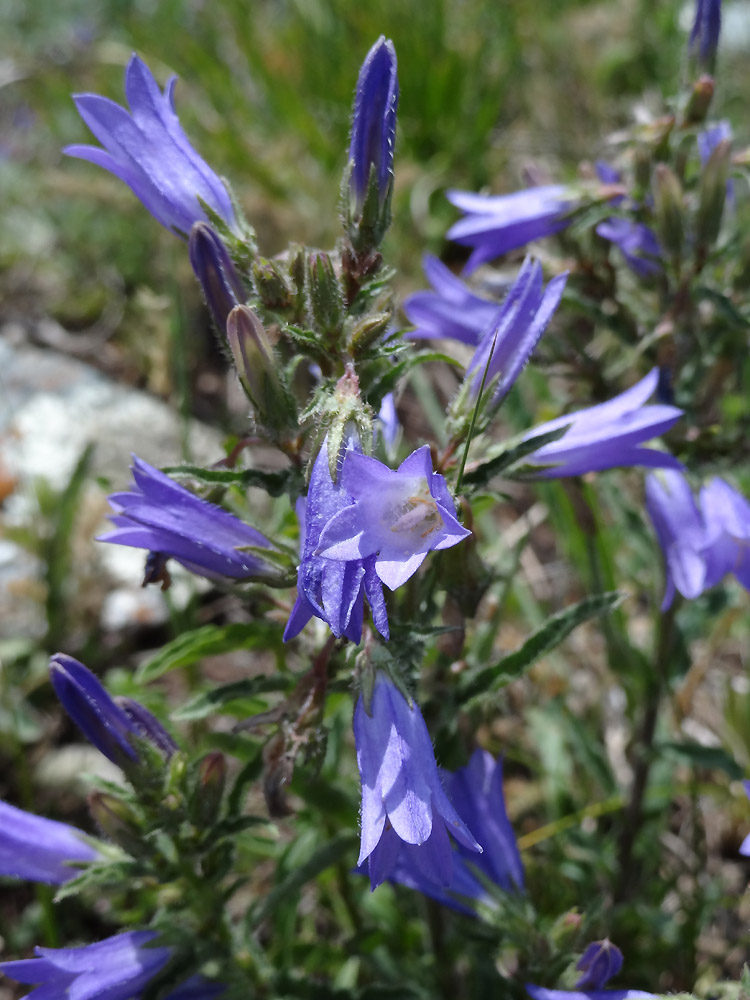 Image of Campanula sibirica specimen.