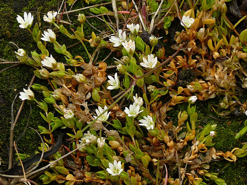 Image of Stellaria humifusa specimen.