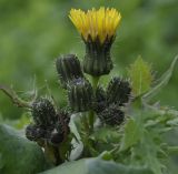 Sonchus nymanii. Верхушка растения с раскрывающимся и нераскрывшимися соцветиями. Греция, Халкидики, окр. с. Псакудия (Ψακούδια). 03.02.2014.