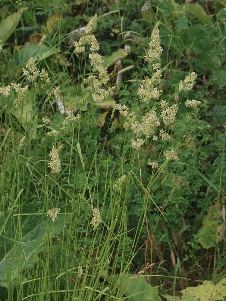 Image of Dactylis glomerata specimen.