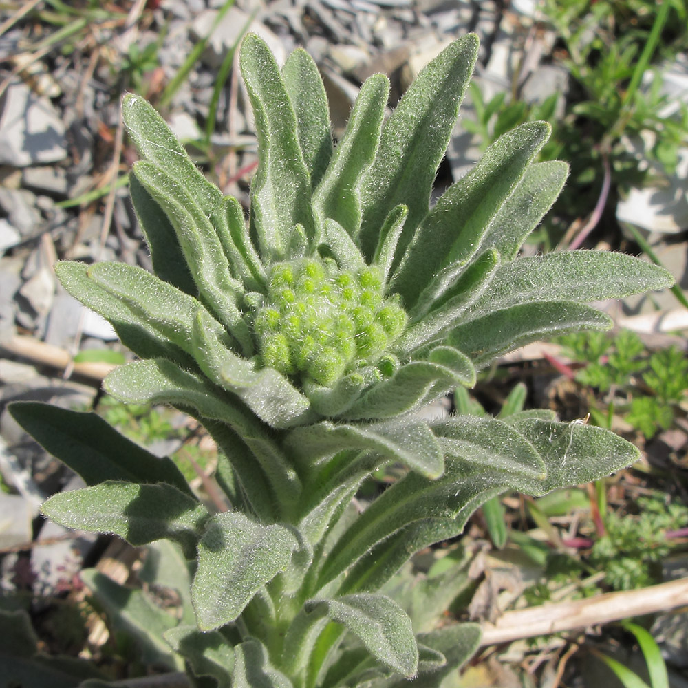 Image of Fibigia eriocarpa specimen.