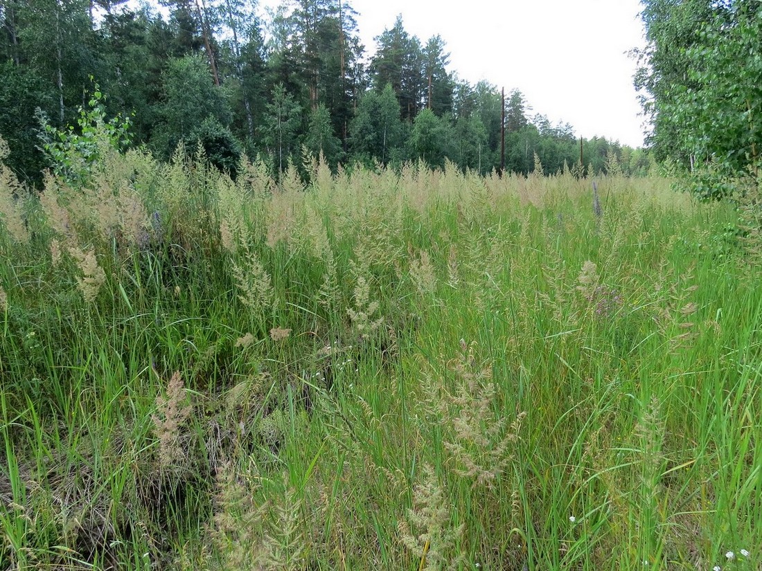 Image of Calamagrostis epigeios specimen.