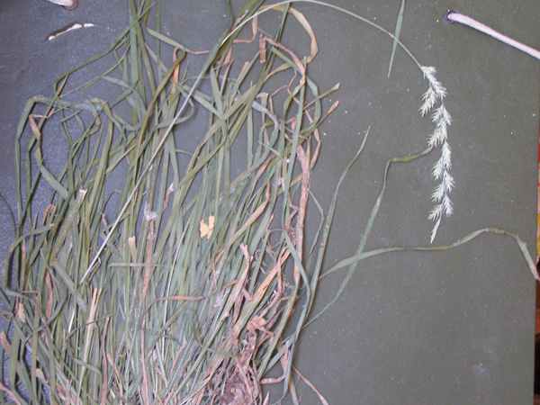 Image of Lolium perenne specimen.