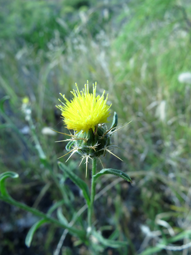 Image of Centaurea melitensis specimen.