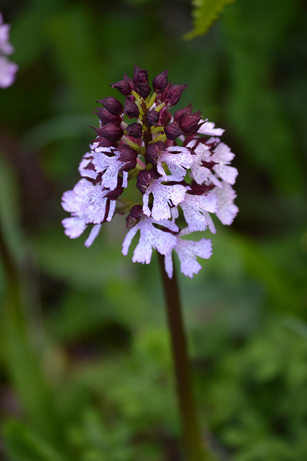 Image of Orchis purpurea specimen.