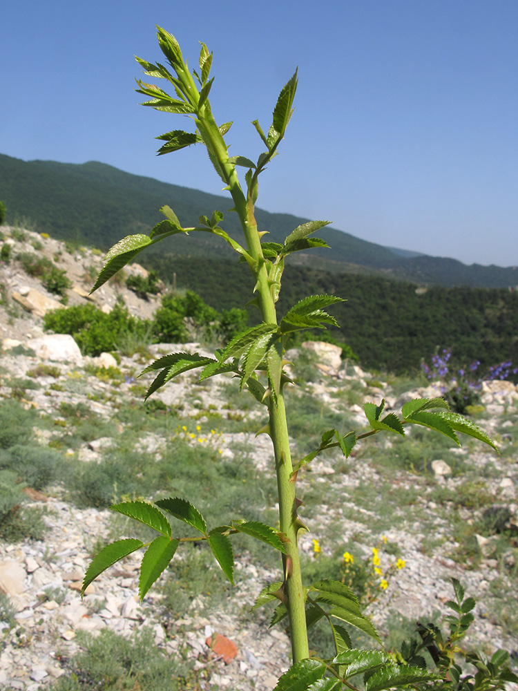 Image of Rosa biebersteiniana specimen.