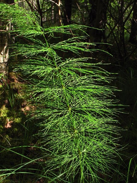 Image of Equisetum sylvaticum specimen.