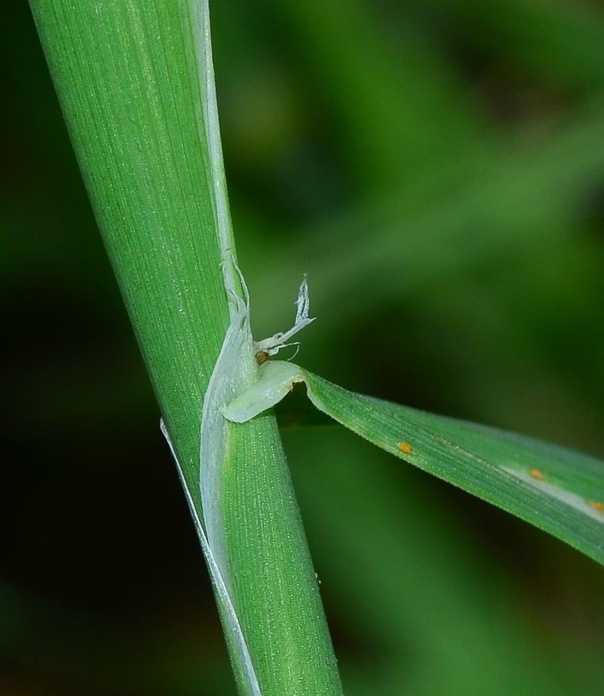 Image of Phalaris paradoxa specimen.