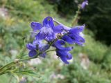 Delphinium fissum