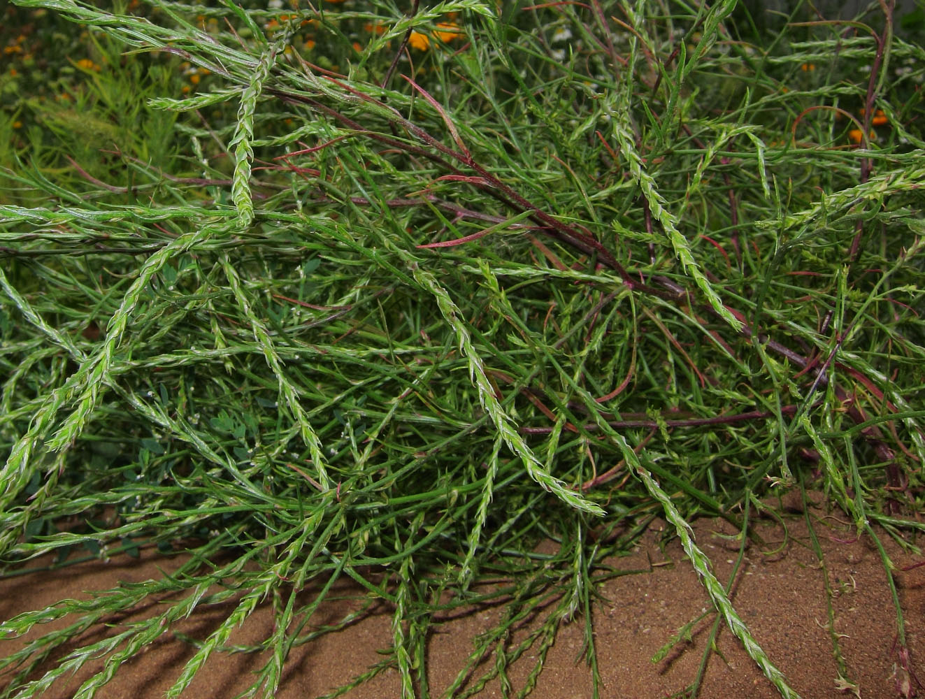 Image of Corispermum hyssopifolium specimen.