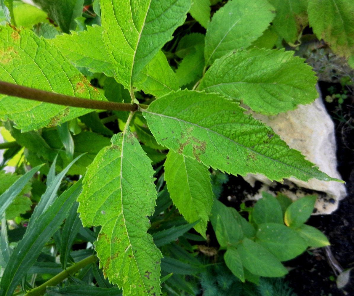 Изображение особи Eupatorium purpureum.