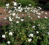 Anemone vitifolia. Цветущие растения. Германия, г. Крефельд, Ботанический сад. 06.09.2014.