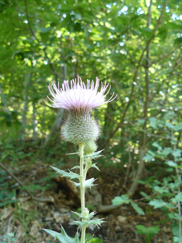 Image of Cirsium laniflorum specimen.