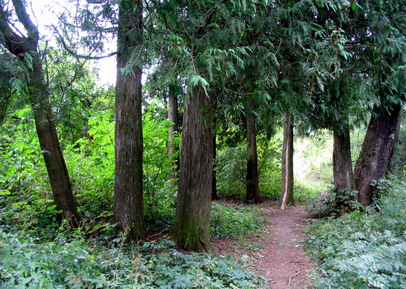 Image of Thuja occidentalis specimen.