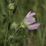 Malva thuringiaca. Часть побега с цветком. Белгородская обл., окр. пос. Борисовка, Острасьев Яр, степь. 30.06.2009.