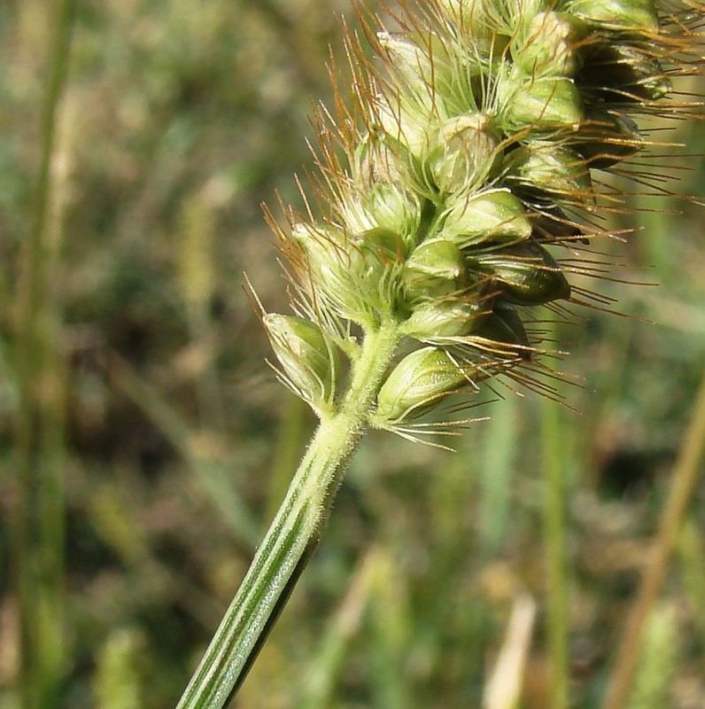 Image of Setaria pumila specimen.