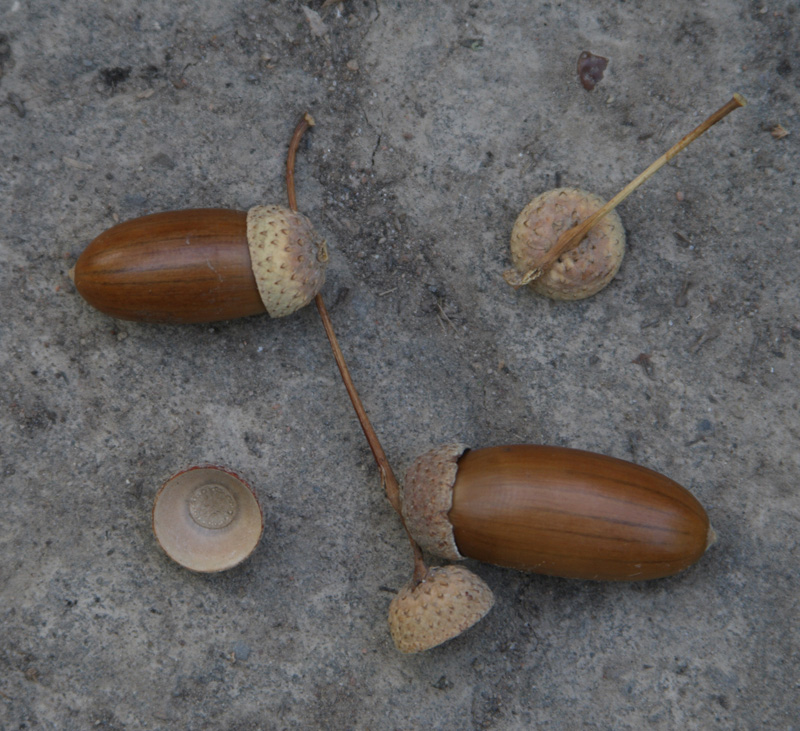 Image of Quercus hartwissiana specimen.