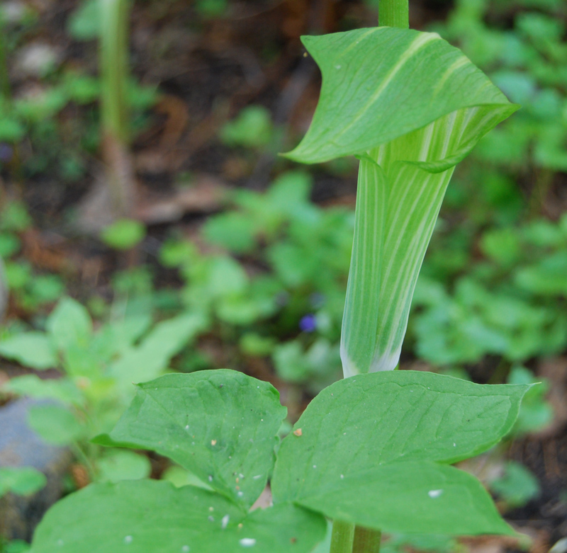 Image of Arisaema amurense specimen.