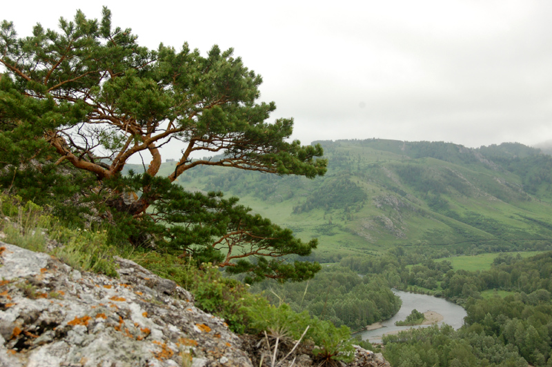 Изображение особи Pinus sylvestris.