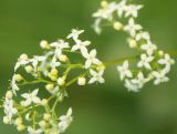 Galium album