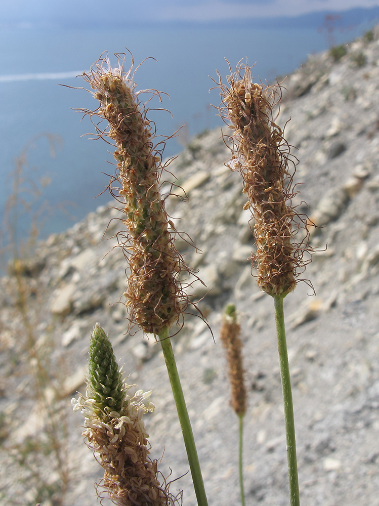 Изображение особи Plantago lanceolata.