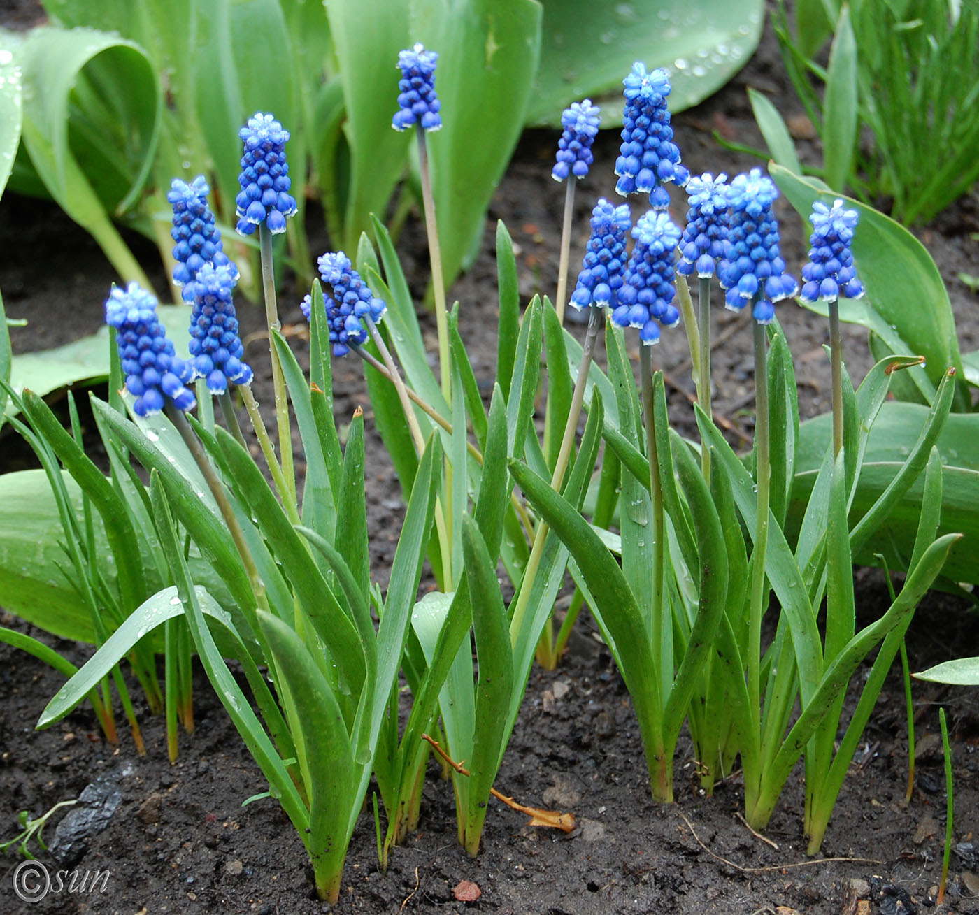 Image of Muscari botryoides specimen.