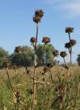 Inula helenium