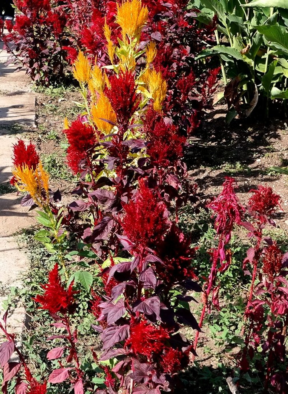 Image of Celosia argentea specimen.