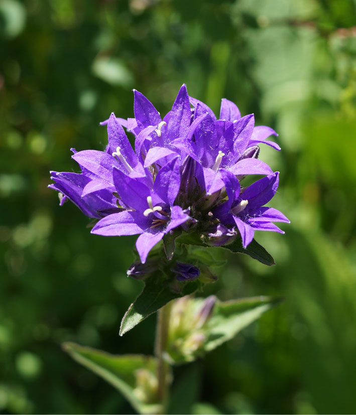 Image of Campanula glomerata specimen.