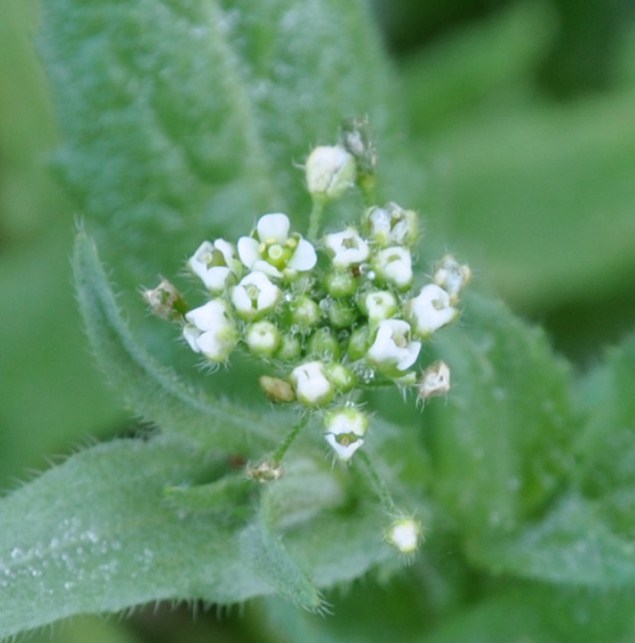 Image of Capsella bursa-pastoris specimen.