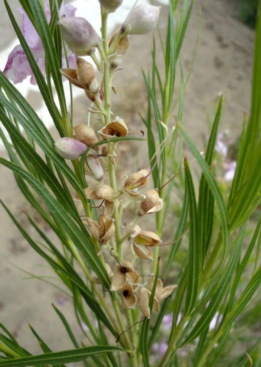 Изображение особи Chilopsis linearis.