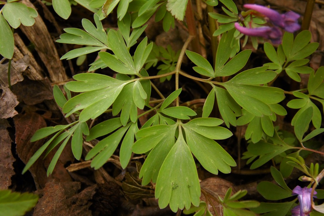 Image of Corydalis solida specimen.