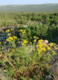 Tanacetum vulgare