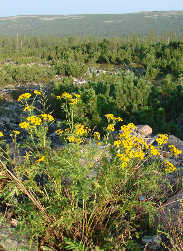 Изображение особи Tanacetum vulgare.