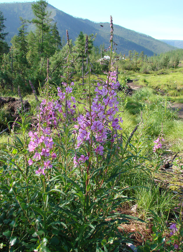 Image of Chamaenerion angustifolium specimen.